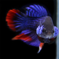 ปลากัด Betta Imbellis เพศผู้ ปลากัดใต้ สีน้ำเงิน