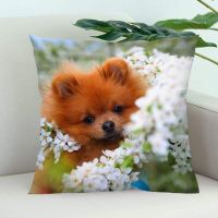 (All in stock, double-sided printing)    Pomerania Dog Pillow Case, Pillow Case, Office Decoration, Family Bedroom Pillow Case, Square Zipper Pillow Case, Soft Satin Pillow Case   (Free personalized design, please contact the seller if needed)