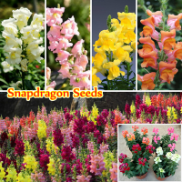 300 เมล็ด/ซอง Colorful Snapdragon Seeds Flower Plant เมล็ดดอกไม้ บอนสี เมล็ดบอนสี Gardening Seeds ต้นไม้ฟอกอากาศ ต้นไม้มงคล ดอกไม้ปลูกสวยๆ กล้วยไม้ ไม้ประดับ ดอกไม้ เมล็ดพันธุ์  บอลสีชนิดต่างๆ ปลาสวยงาม ดอกไม้ปลอมสวยๆ หญ้าเทียม เมล็ดพันธุ์ผัก