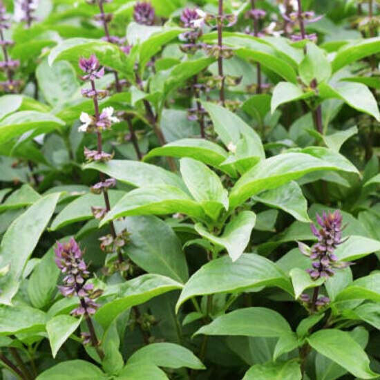 seeds Basil Holy - 500 nasion - Bazylia tajska - Ocimum Sanctum Tulsi ...