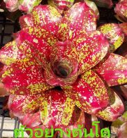 สับปะรดสี Neoregelia Mamorata Hybrid var จำนวน 1 ต้น จัดส่งแบบถอดกระถาง ต้นไม้มงคล ต้นไม้ฟอกอากาศ ต้นไม้สวยงาม