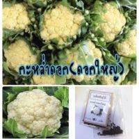 เมล็ดกะหล่ำดอก(ดอกใหญ่) (ซื้อ 10 แถม 1 คละอย่างได้)