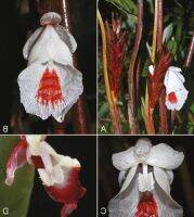 5 หัวสด/ออเดอร์ ว่านเพชรกลับ Boesenbergia thorelii อยู่ในวงศ์ Zingiberaceae มีเหง้าใต้ดิน รูปกลม ใบเดี่ยว วสดพร้อมปลูก