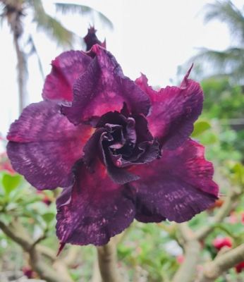 2 เมล็ด เมล็ดพันธุ์ ชวนชม สายพันธุ์ Suchada สีม่วง Bonsai Desert Rose Adenium Seed กุหลาบทะเลทราย ราชินีทะเลทราย บอนไซ มีคู่มือปลูก