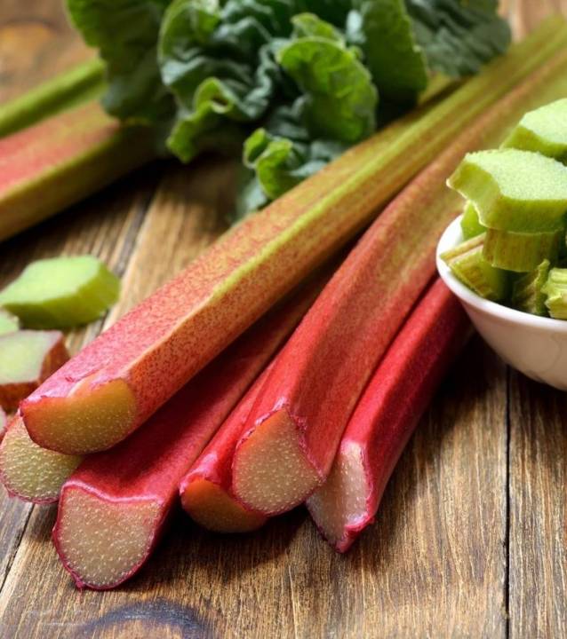 รูบาร์บ-รูบาร์บเบลเยี่ยม-rhubarb-seeds-เมล็ดพันธุ์รูบาร์บแบ่งขาย-5-เมล็ด