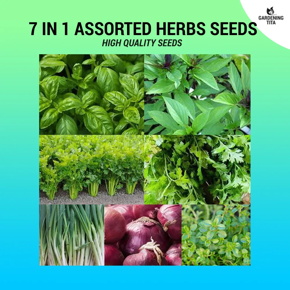 Assorted Herbs Seeds Sulit Pack (Basil Thai Basil Cilantro Celery