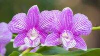 30 เมล็ดพันธุ์ เมล็ดดอกกล้วยไม้  กล้วยไม้สกุลหวาย (Dendrobium) Orchid flower seeds อัตราการงอก 80-85%