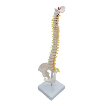 Hệ xương cơ thể người cao 85cm cột sống có rễ thần kinh