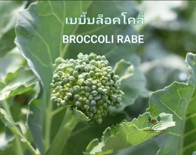 เบบี้บรอกโคลี Broccoli Rabe Seeds ดอกโดมเล็ก ก้านยาว บรรรจุ 10 เมล็ด