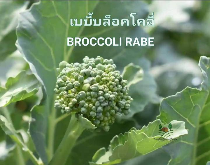 เบบี้บรอกโคลี-broccoli-rabe-seeds-ดอกโดมเล็ก-ก้านยาว-บรรรจุ-10-เมล็ด