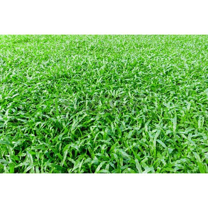 High quality seeds in Thailand wholesale 50 seed Manila grass Temple