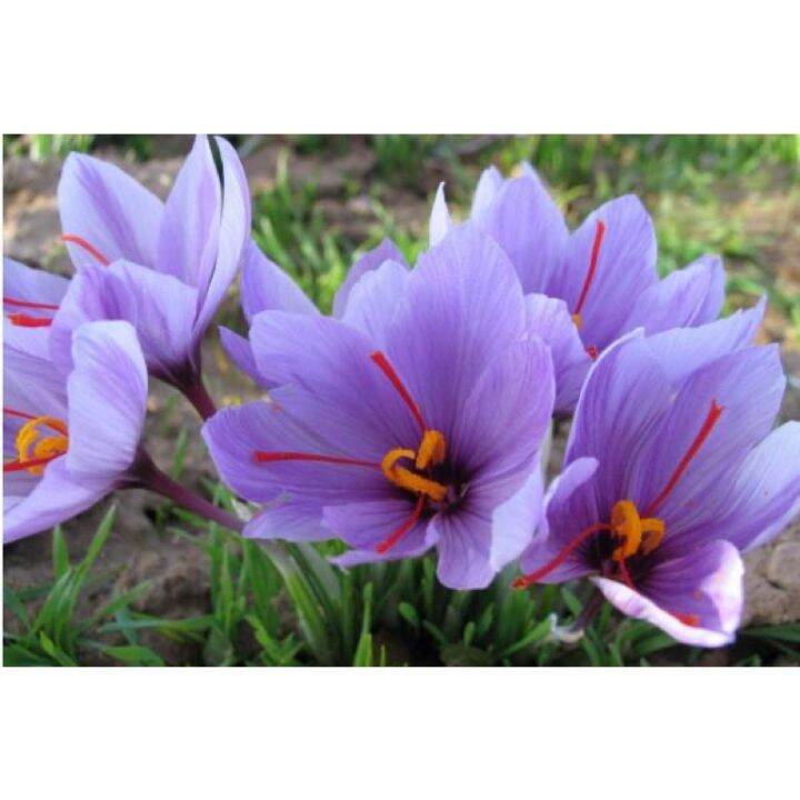 buy one get one free，50 seeds (not plants) Saffron Tuber Seed Lazada PH