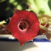 ขายดีอันดับ1 (moxh)Huernia rocarpa 10-12cm ฮุเออรเนีย แมคโรคารปา ต้นดอกปลาดาว เก๋ง,เก๋งจีน Succulents ไลทอป Lithops แคคตัส cactus คุ้มสุดสุด ต้นไม้ ฟอก อากาศ กระถาง ต้นไม้ ไม้ ประดับ ต้นไม้ ปลูก ใน บ้าน