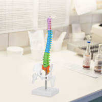 New Coloured Life Size Flexible Anatomical Human Skeleton Spine Model with Pelvis Femur 45cm