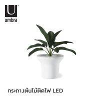 Umbra : Ora Illuminated Planter / กระถางต้นไม้ กระถางต้นไม้ไฟLED ตกแต่งบ้าน