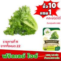 (ซื้อ10แถม1 ฟรีคู่มือ) เมล็ดพันธุ์ ฟิลเลย์ ไอซ์เบิร์ก FRILLICE ICEBERG 0.5กรัม (ประมาณ 500เมล็ด) ฟิลเล่ ฟินเล่ ทำมะชาดฟาร์ม ผักสลัด เมล็ดพันธุ์สลัด