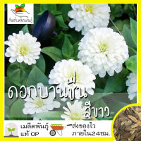 เมล็ดพันธุ์ ดอกบานชื่น สีขาว 100เมล็ด Mixed White Zinnia Flower เมล็ดพันธุ์แท้ นำเข้าจากต่างประเทศ ปลูกผัก สวนครัว ถูกดี