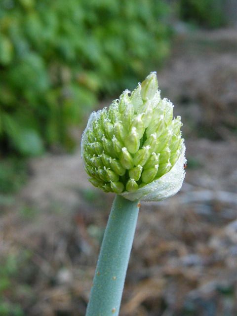 หอมดอกรัญจวญ-ดอกหอม-เมล็ดพันธุ์หอมดอก-ปลูกง่ายโตเร็ว-เมล็ดพันธุ์ดอกหอม-หอมดอก-chives-onion-flower-stem-scallion-flower-seeds