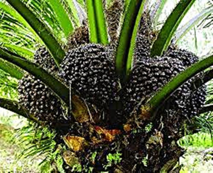 ส่งฟรี-12-ต้น-มีใบรับรอง-ต้นพันธุ์ปาล์มน้ำมัน-โกลด์เด้นเทเนอรา-gtปาล์มน้ำมันลูกผสม-dxp-oil-palm-สายพันธุ์เทเนอรา-พืชน้ำมัน-จัดส่งแบบห่อตุ้ม