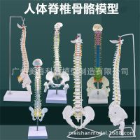 The teaching simulation model of 45 cm85cm spinal vertebral bone with half his leg model 1:1 human body skeleton