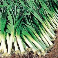 เมล็ดพันธุ์ กระเทียมต้น (American Flag Leek Seed) บรรจุ 50 เมล็ด คุณภาพดี ของแท้ 100%