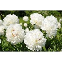 20 เมล็ด เมล็ดโบตั๋น ดอกโบตั๋น ดอกพีโอนี (Peony) สีขาว White Peony ดอกไม้นี้​เป็นสัญลักษณ์ของความมั่งคั่งร่ำรวย ความซื่อสัตย์ อัตราการงอก 70-80%