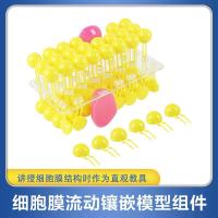 Fluid Mosaic model of cell membrane component phospholipid molecules model high school biology teaching instruments and equipment