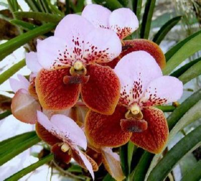 30 เมล็ดพันธุ์ เมล็ดกล้วยไม้ ฟาแลนนอปซิส (Phalaenopsis Orchids) Orchid flower seed อัตราการงอก 80-85%.