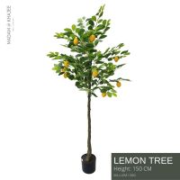 ? Lemon Tree - Height 150 cm ?ต้นเลม่อน  ความสูง 150 ซม.