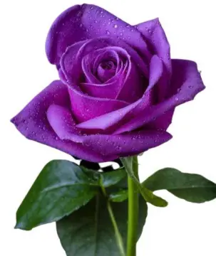 bunga mawar ungu