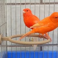 YAZHE Budgies Lovebirds กรงพลาสติกเครื่องประดับยืนอาบน้ำสัตว์เลี้ยงนกกรงอาบน้ำนกนกอ่างอาบน้ำนกแก้ว