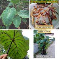 ( PRO+++ ) โปรแน่น.. (ขาย กิ่งพันธุ์) ไหล กิ่ง บอนแมงกระพรุน Colocasia jelly fish โคโลคาเซีย แรไอเทม / สมุนไพรไทย ราคาสุดคุ้ม พรรณ ไม้ น้ำ พรรณ ไม้ ทุก ชนิด พรรณ ไม้ น้ำ สวยงาม พรรณ ไม้ มงคล