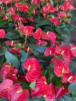 ดอกหน้าวัว Anthurium สายพันธุ์จากฮอลแลนด์ สีแดง พันธุ์แคระต้นเตี้ย ไม้มงคล ไม้ฟอกอากาศ ออกดอกสวยมาก ออกดอกเก่งให้ดอกง่าย จัดส่งกระถาง4.5 นิ้ว ทนทานตายยาก