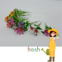 Get Fresh ดอกไม้ดินปั้น 10 ต้น ,ดอกไม้จิ๋ว , ดอกกล้วยไม้แคทลูกผสม,  Miniature Clay Flower , Fake Flower ,  ขนาดวัดด้วยมือประมาณ 2.5 x 6 cm  เกรดสวยงานละเอียด