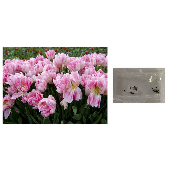 bicolor tulip sorbet red white flower plant seeds 12seeds Lazada PH