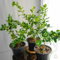 Treeno.9 T93 เลมอนฮาวาย (Hawaiian lemon trees) กระถาง 10 นิ้ว สูง 80-90 cm. ดอกไม้ประดับ ไม้มงคล (ต้นไม้)