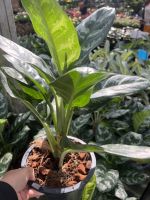 ต้นอโกลนีมา เกล็ดมรกต Aglaonema sp. ‘Kletmorakot’ ขนาด 8 นิ้ว