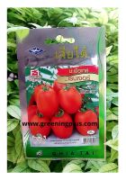 มะเขือเทศ เรนเจอร์ tomato ranger เจียใต๋