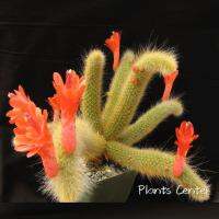 ( Pro+++ )++ (huangjn)เพชร แคคตัส cactus Borzicactus aureispina ( เพรชหางหนูทอง) ราคาดี ต้นไม้ ฟอก อากาศ กระถาง ต้นไม้ ไม้ ประดับ ต้นไม้ ปลูก ใน บ้าน