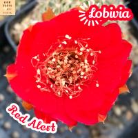 [โลบิเวีย ดอกแดงสด] Lobivia Red Alert ส่งพร้อมกระถาง แคคตัส Cactus Succulent Haworthia Euphorbia ไม้หายาก พืชอวบน้ำ ไม้หนาม ไม้ทะเลทราย กระบองเพชร indoorplant indoorplants plants แต่งห้อง แต่งโต๊ะ แต่งสวน บ้านและสวน ไม้ประดับ ไม้ดอก ของชำร่วย โลบีเวีย