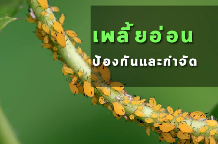 เอ็กซ์ไทออน-อีไทออน-กำจัดไร-เพลี้ยอ่อน-เพลี้ยโดด-หนอนชอนใบ-ถูกตัวตาย-1ลิตร-เพลี้ยหอย-เพลี้ยกระโดด-เพลี้ยแป้ง-ไร-เพลี้ยไฟ