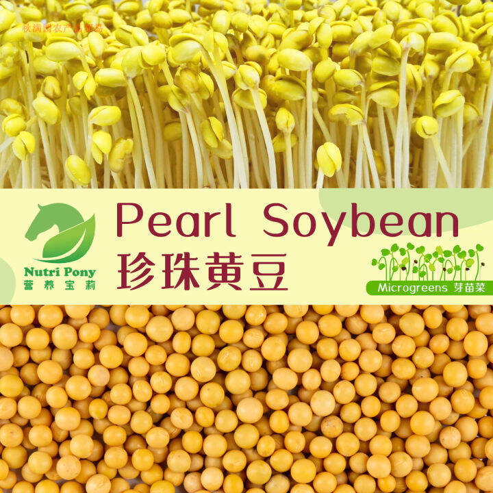 1 KG Pearl Soybean Sprouts Microgreens Seeds NonGMO 珍珠黃豆芽苗菜种子 Biji
