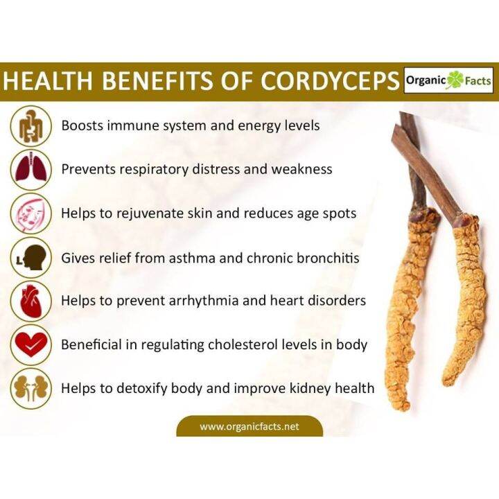 เห็ดถั่งเช่าสีทองออร์แกนิก-fermented-cordyceps-1000-mg-60-vegcaps-solaray-ถั่งเฉ้า-ถังเช่า