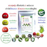 ( Pro+++ )++ เชื้อรา บิวเวอร์เรีย+เมธาไรเซียม +พาซิโลมัย แบบผง (100กรัม) เข้มข้นรวม3แรงบวก กำจัดไข่แมลง+ตัวแมลง+หนอน ศัตรูพืชครอบคลุ ราคาดี ต้นไม้ ฟอก อากาศ กระถาง ต้นไม้ ไม้ ประดับ ต้นไม้ ปลูก ใน บ้าน