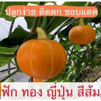 เมล็ดพันธุ์ ฟักทองญี่ปุ่น  เมล็ด