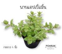 ต้นพายแอปเปิ้ลมิ้น Pineapple mint กระถาง 5.5 นิ้ว