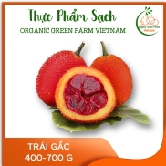 OGF - Trái gấc 400 - 700 g Giao xanh chín ngẫu nhiên tùy đợt hàng - Giao