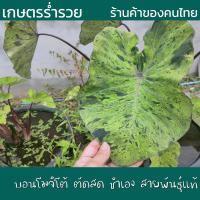 บอน บอนโมจิโต้ Colocasia Mojito โคโลคาเซีย โมจิโต้ สายพันธุ์แท้ ชำเอง ตัดสด ทุกวัน บอนด่าง ใบสีเขียว ใบลายสีดำตัด ลายชัดเจน สวยดุ