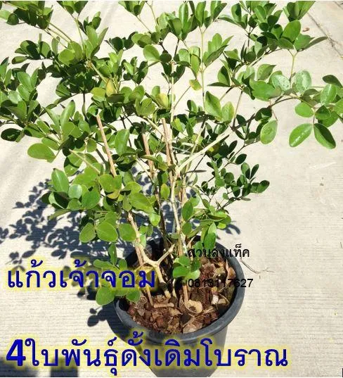 แก้วเจ้าจอม 4ใบ พันธ์ุดั้งเดิมโบราณ ส่งพร้อมกระถาง11นิ้ว สวนลุงแท็ค