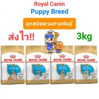 Royal Canin Breed French Bulldog Bulldog Golden Labrador Puppy 3kg โรยัลคานิน ลูกสุนัข เฟรนช์ บุลด็อก โกลเด้น ลาบราดอร์ ถุงขนาด 3 กิโลกรัม